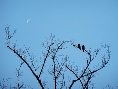 蓝-色彩-树枝-鸟-月 图片素材