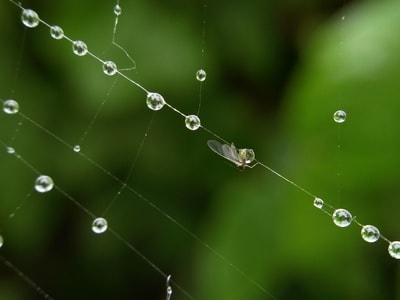 蛛网-昆虫-蛛网-昆虫-动物 图片素材