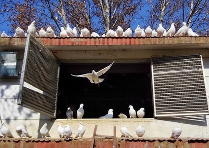 鸽子-飞翔-窗户-房檐-动物 图片素材