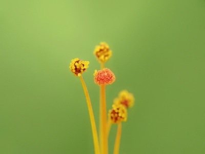 微距集中营-微距-色彩-花-花朵 图片素材