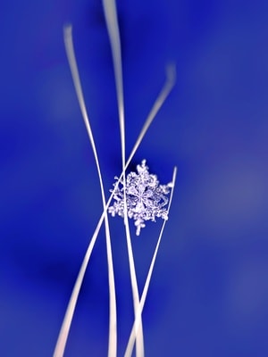蓝调-雪花-静物-雪花-枝干 图片素材
