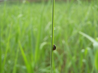 色彩-瓢虫-微距集中营-瓢虫-昆虫 图片素材