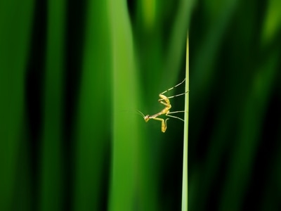 微观世界-昆虫-微距-螳螂-叶 图片素材