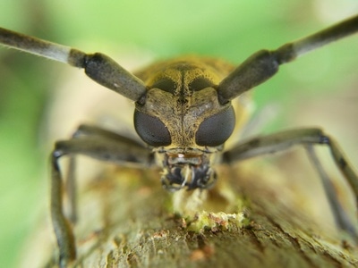 昆虫-微距-昆虫-天牛-树干 图片素材