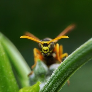 昆虫-微距-植物-虫子-昆虫 图片素材