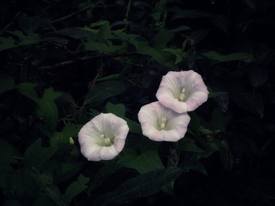 花-牵牛花-花-花朵-花卉 图片素材