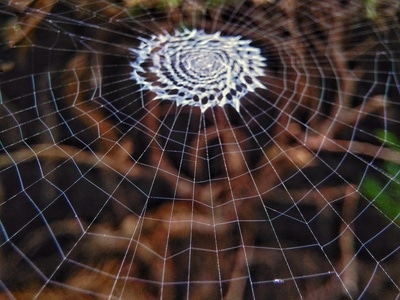 昆虫-微距-网-蜘蛛网-自然 图片素材
