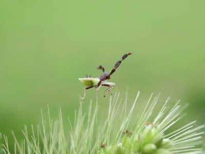 微距-昆虫-昆虫-生物-虫子 图片素材
