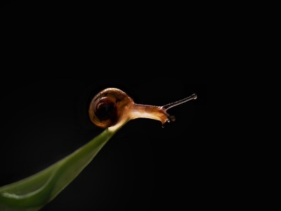 微距-昆虫-蜗牛-软体动物-动物 图片素材