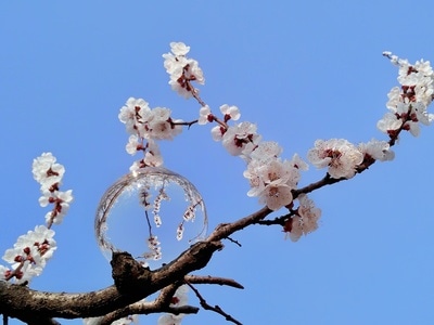 色彩-杏花-水晶球-蓝天-杏花 图片素材