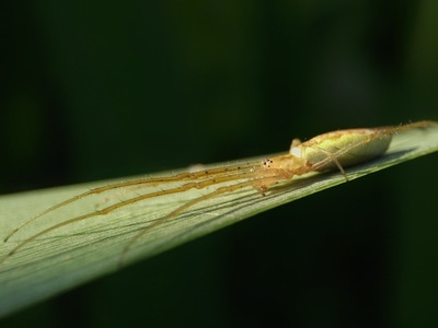 昆虫总动员-昆虫-微距-昆虫-生物 图片素材