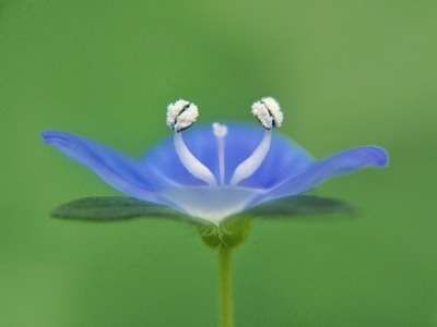 微观世界-微距-花-波斯婆婆纳-色彩 图片素材