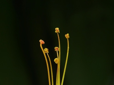 微距集中营-微距-色彩-花蕊-植物 图片素材