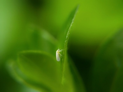 昆虫-微距-昆虫-动物-绿叶 图片素材
