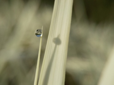 微距-露珠-水滴-水珠-露珠 图片素材