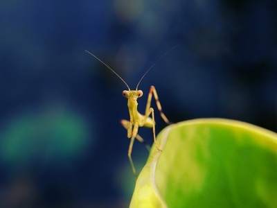 微距-昆虫-昆虫-生物-螳螂 图片素材