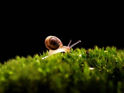 微距-蜗牛-蜗牛-软体动物-动物 图片素材