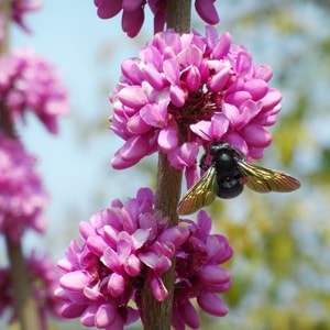 蜂-花-蜂-花-昆虫 图片素材