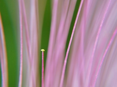 微距-色彩-植物-嫩芽-微距 图片素材