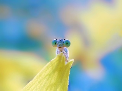 微观世界-色彩-微距-昆虫-豆娘 图片素材