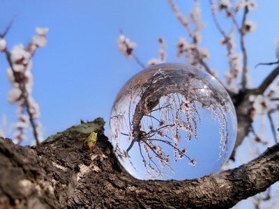 色彩-杏花-蓝天-水晶球-地球仪 图片素材