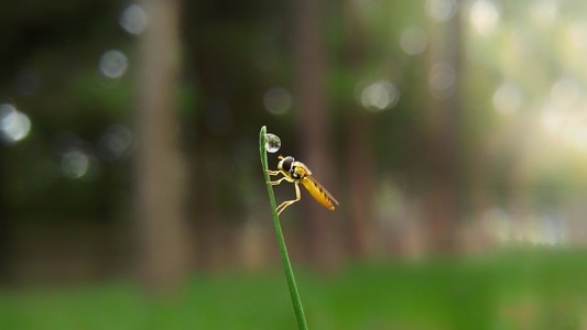 微观世界-微距-昆虫-露珠-昆虫 图片素材