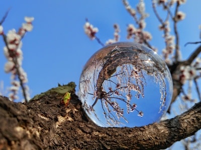 水晶球-杏花-芽-水晶球-球 图片素材