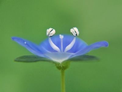 微距集中营-微距-花-花-花朵 图片素材