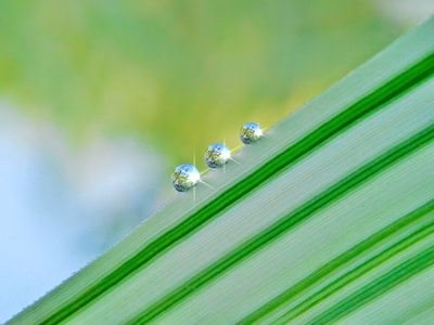 微距-水珠-水珠-露珠-雨珠 图片素材