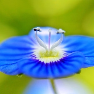 花-微距-花-花卉-花朵 图片素材