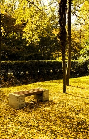 银杏黄了-公园-长椅-阳光-公园 图片素材