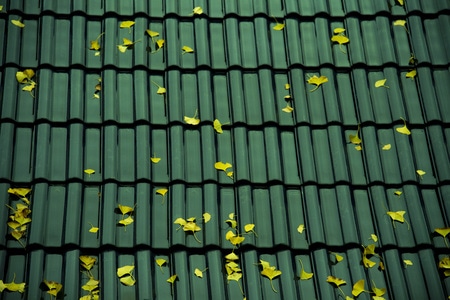 银杏叶-植物-屋顶-情绪-色彩 图片素材