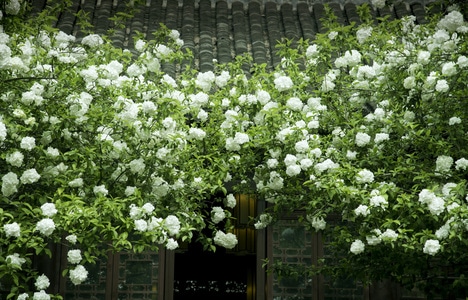 崇正书院-绣球花-花卉-文艺-春天 图片素材