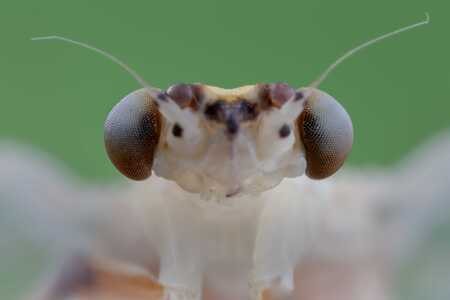 昆虫-微距-昆虫-蜉蝣-动物 图片素材