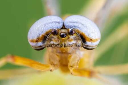 昆虫-微距-蜜蜂-象甲-蜉蝣 图片素材