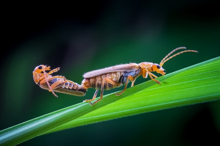 微观世界-自然-昆虫-微距-萤火虫 图片素材