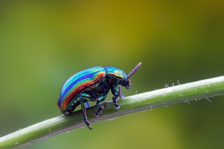 昆虫-微观世界-甲虫-昆虫-茎秆 图片素材