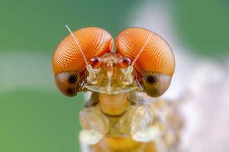 昆虫-微距-蜻蜓-昆虫-蜉蝣 图片素材