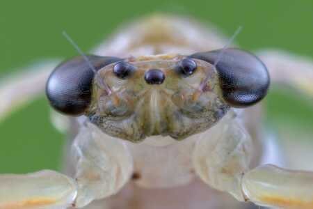 昆虫-微距-蝉-昆虫-蜉蝣 图片素材