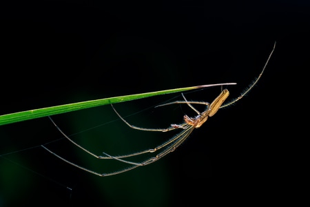 微观世界-蜘蛛-自然-蜘蛛-节肢动物 图片素材