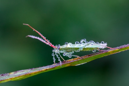生态-微观-自然-露珠-蜻蜓 图片素材