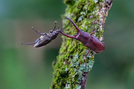 微距-昆虫-自然-天牛-昆虫 图片素材