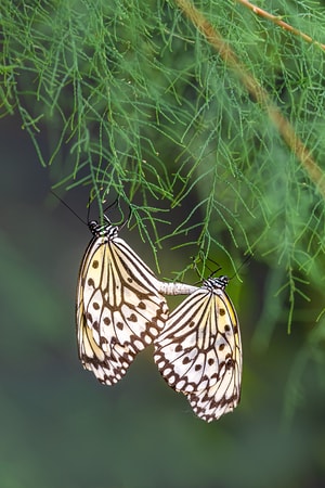 微距摄影-昆虫-自然-灰蝶-动物 图片素材