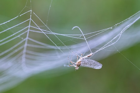 微距摄影-昆虫-自然-蜘蛛网-昆虫 图片素材