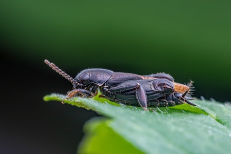 微距-自然-生态-昆虫-蝗虫 图片素材