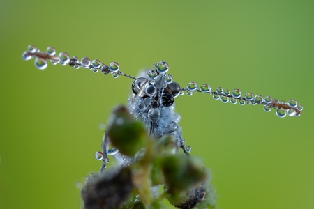 自然-露珠-微距-昆虫-微观世界 图片素材