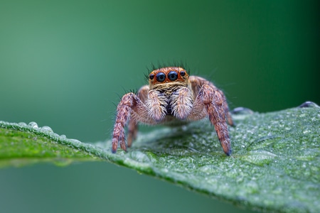微距-昆虫-自然-象甲-狼蜘蛛 图片素材