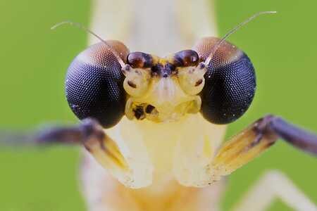 昆虫-微距-蚂蚁-昆虫-蜉蝣 图片素材