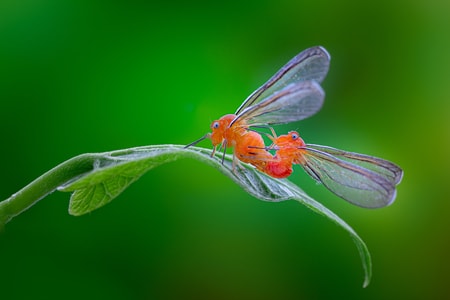 昆虫-微距-自然-灰蝶-蜻蜓 图片素材