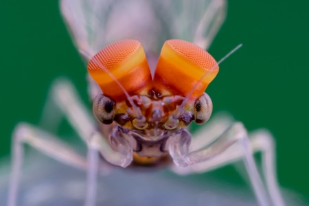 微距-生态-微观-自然-瓢虫 图片素材